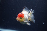 Short Body Thai Oranda  Tricolor 3.5 Inch (ID#1227T14b-93) Free2Day SHIPPING