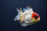 Short Body Thai Oranda  Tricolor 3.5 Inch (ID#1227T14b-93) Free2Day SHIPPING