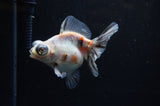 Butterfly  Calico 3.5 Inch (ID#307B8b-38) Free2Day SHIPPING