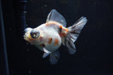 Butterfly  Calico 3.5 Inch (ID#307B8b-38) Free2Day SHIPPING