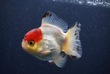 Short Body Thai Oranda  Tricolor 3.5 Inch (ID#1227T14b-93) Free2Day SHIPPING