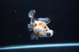 Butterfly  Calico 3.5 Inch (ID#307B8b-38) Free2Day SHIPPING