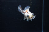 Butterfly  Calico 3.5 Inch (ID#307B8b-38) Free2Day SHIPPING