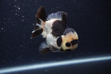 Short Body Thai Oranda  Panda 3.5 Inch (ID#1227T14b-94) Free2Day SHIPPING