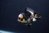 Short Body Thai Oranda  Panda 3.5 Inch (ID#1227T14b-94) Free2Day SHIPPING