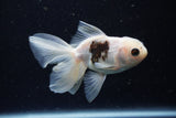 Juvenile Thai Oranda  Panda 4 Inch (ID#1220To12c-72) Free2Day SHIPPING