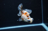 Butterfly  Calico 3.5 Inch (ID#307B8b-38) Free2Day SHIPPING