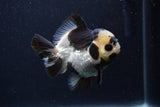 Short Body Thai Oranda  Panda 3.5 Inch (ID#1227T14b-94) Free2Day SHIPPING