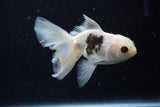 Juvenile Thai Oranda  Panda 4 Inch (ID#1220To12c-72) Free2Day SHIPPING