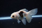 Juvenile Thai Oranda  Panda 4 Inch (ID#1220To12c-72) Free2Day SHIPPING