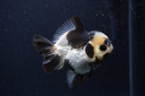 Short Body Thai Oranda  Panda 3.5 Inch (ID#1227T14b-94) Free2Day SHIPPING