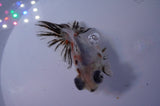 Butterfly  Calico 3.5 Inch (ID#307B8b-38) Free2Day SHIPPING