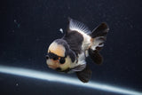 Short Body Thai Oranda  Panda 3.5 Inch (ID#1227T14b-94) Free2Day SHIPPING