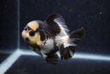 Short Body Thai Oranda  Panda 3.5 Inch (ID#1227T14b-94) Free2Day SHIPPING