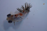 Butterfly  Calico 3.5 Inch (ID#307B8b-38) Free2Day SHIPPING