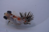 Butterfly  Calico 3.5 Inch (ID#307B8b-38) Free2Day SHIPPING