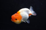 Juvenile Lionchu  Red White 3.5 Inch (ID#1206R11b-27) Free2Day SHIPPING