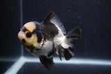 Short Body Thai Oranda  Panda 3.5 Inch (ID#1227T14b-94) Free2Day SHIPPING