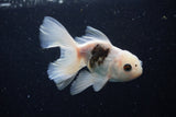 Juvenile Thai Oranda  Panda 4 Inch (ID#1220To12c-72) Free2Day SHIPPING