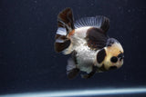 Short Body Thai Oranda  Panda 3.5 Inch (ID#1227T14b-94) Free2Day SHIPPING