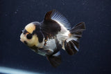 Short Body Thai Oranda  Panda 3.5 Inch (ID#1227T14b-94) Free2Day SHIPPING