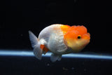 Juvenile Lionchu  Red White 3.5 Inch (ID#1206R11b-27) Free2Day SHIPPING