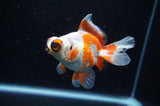 Butterfly  Red White 3.5 Inch (ID#307B8b-39) Free2Day SHIPPING