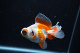 Butterfly  Red White 3.5 Inch (ID#307B8b-39) Free2Day SHIPPING