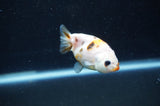 Baby Ranchu  Calico 2.5 Inch (ID#411R9c-31) Free2Day SHIPPING
