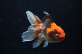 Juvenile Thai Oranda  Tricolor 4 Inch (ID#1220To12c-73) Free2Day SHIPPING