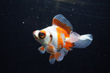 Butterfly  Red White 3.5 Inch (ID#307B8b-39) Free2Day SHIPPING