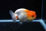 Juvenile Lionchu  Red White 3.5 Inch (ID#1206R11b-27) Free2Day SHIPPING