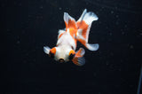 Butterfly  Red White 3.5 Inch (ID#307B8b-39) Free2Day SHIPPING