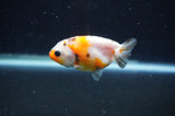 Baby Ranchu  Calico 2.5 Inch (ID#411R9c-31) Free2Day SHIPPING