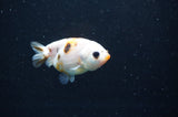 Baby Ranchu  Calico 2.5 Inch (ID#411R9c-31) Free2Day SHIPPING