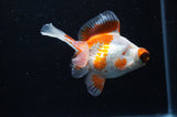 Butterfly  Red White 3.5 Inch (ID#307B8b-39) Free2Day SHIPPING