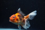 Juvenile Thai Oranda  Tricolor 4 Inch (ID#1220To12c-73) Free2Day SHIPPING