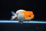 Juvenile Lionchu  Red White 3.5 Inch (ID#1206R11b-27) Free2Day SHIPPING