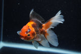 Juvenile Thai Oranda  Tricolor 4 Inch (ID#1220To12c-73) Free2Day SHIPPING