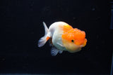 Juvenile Lionchu  Red White 3.5 Inch (ID#1206R11b-27) Free2Day SHIPPING