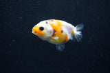 Baby Ranchu  Calico 2.5 Inch (ID#411R9c-31) Free2Day SHIPPING