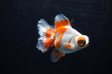 Butterfly  Red White 3.5 Inch (ID#307B8b-39) Free2Day SHIPPING