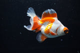 Butterfly  Red White 3.5 Inch (ID#307B8b-39) Free2Day SHIPPING