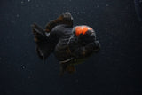 Short Body Thai Oranda  Red Black 4 Inch (ID#1227T14b-95) Free2Day SHIPPING