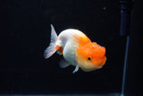 Juvenile Lionchu  Red White 3.5 Inch (ID#1206R11b-27) Free2Day SHIPPING