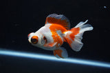 Butterfly  Red White 3.5 Inch (ID#307B8b-39) Free2Day SHIPPING