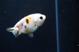 Baby Ranchu  Calico 2.5 Inch (ID#411R9c-31) Free2Day SHIPPING