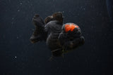 Short Body Thai Oranda  Red Black 4 Inch (ID#1227T14b-95) Free2Day SHIPPING