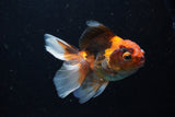 Juvenile Thai Oranda  Tricolor 4 Inch (ID#1220To12c-73) Free2Day SHIPPING