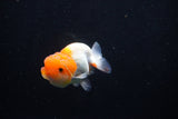 Juvenile Lionchu  Red White 3.5 Inch (ID#1206R11b-27) Free2Day SHIPPING